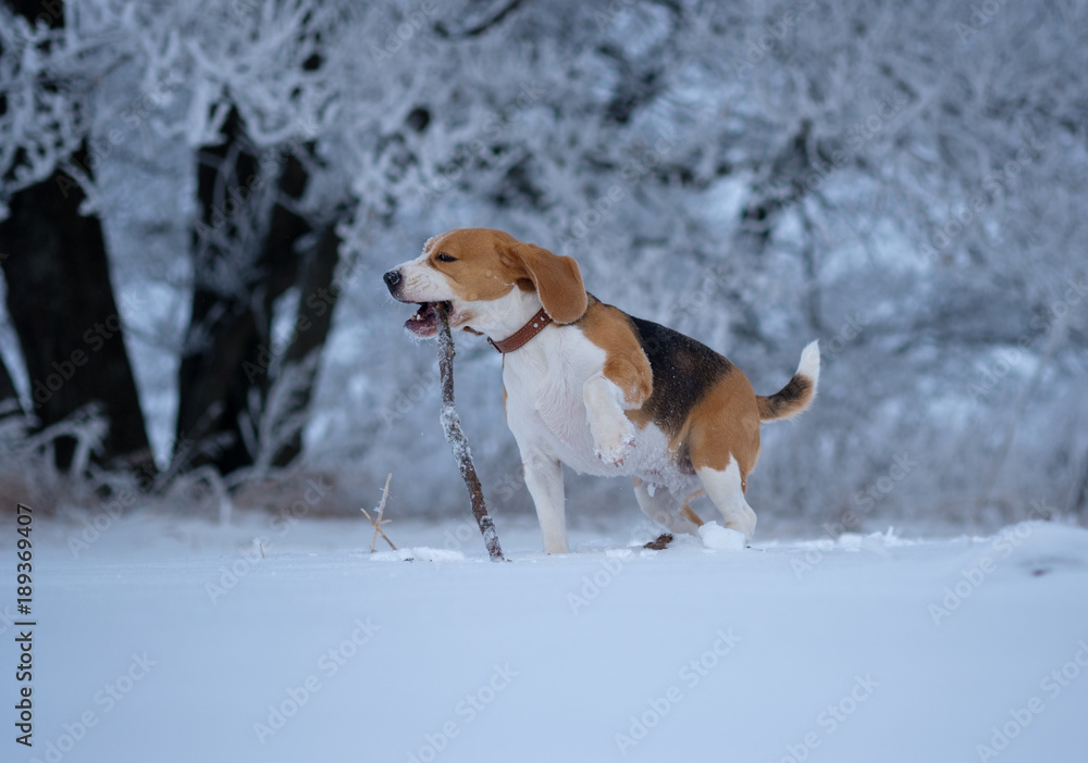 Beagle on a walk in the snowy woods on a winter day