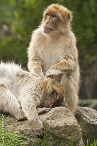 Two barbary apes