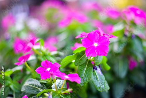 Colourful of flower in the sunlight on day