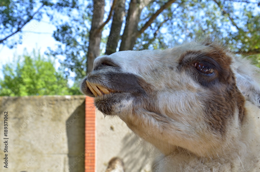 Camel is an ungulate within the genus Camelus, bearing distinctive