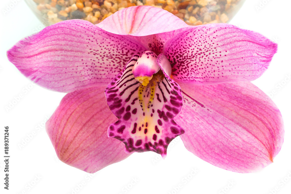 Fototapeta premium Beautiful pink flower, orchid flower, isolated on white background, with clipping path.
