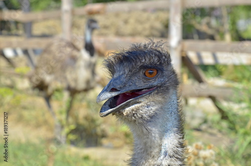 Funny ostrich head closeup with big eye and pink beak with green background and selective focus photo