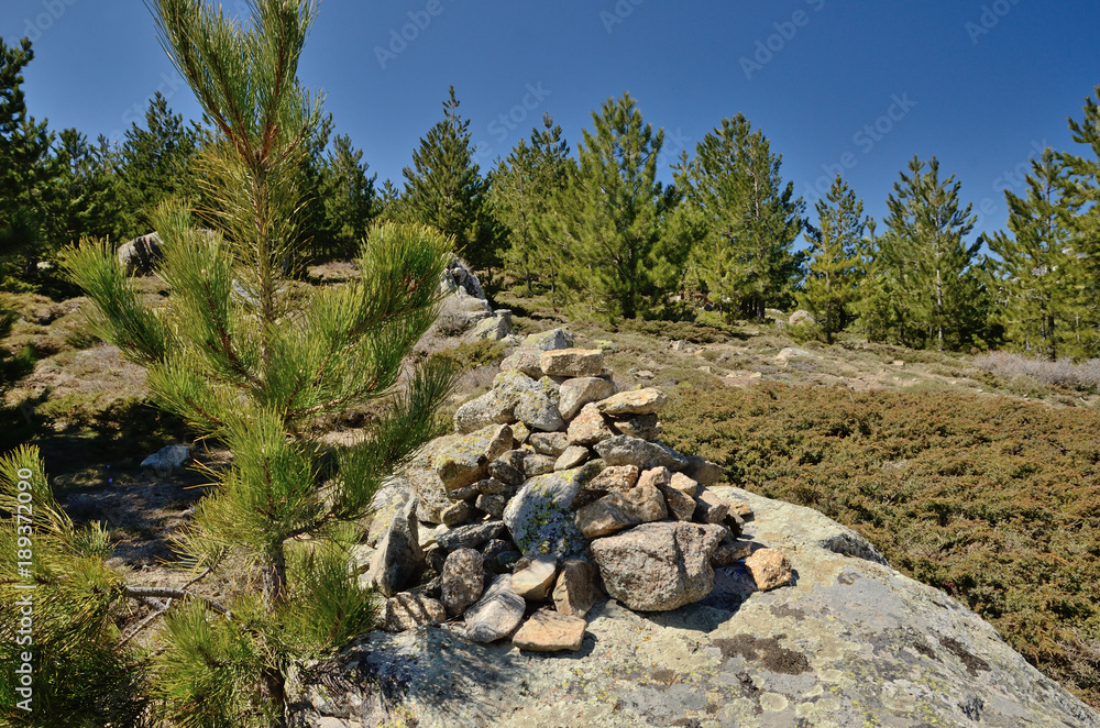 Evergreen slope of the Corsican mountains Evergreen slope of the Corsican mountains