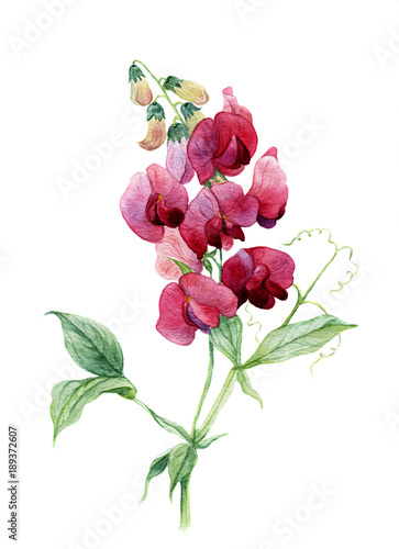 Billede på lærred Sweet pea. Watercolor illustration.