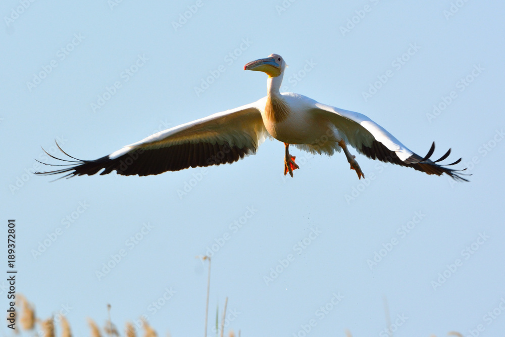 Obraz premium White Pelican (Pelecanus onocrotalus)