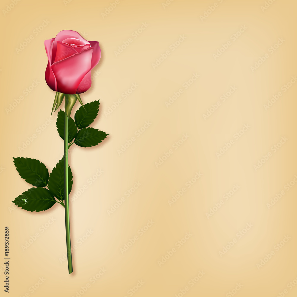 Fototapeta premium Pink realistic rose on old paper. Vector illustration .