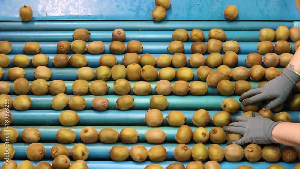 kiwi fruit quality control system machine kiwi fruit quality control system machine