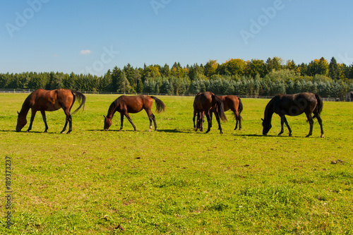 gehende Pferde auf der Weide