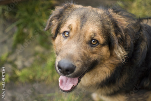 Psy to zwierzęta towarzyszące człowiekowi od lat. Na polskich wsiach często chronią gospodarstwa przed niepożądanymi ludźmi.