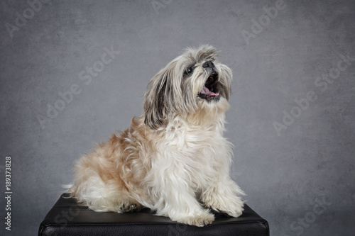 Canvas Print chien Shih Tzu blanc beige aboyant