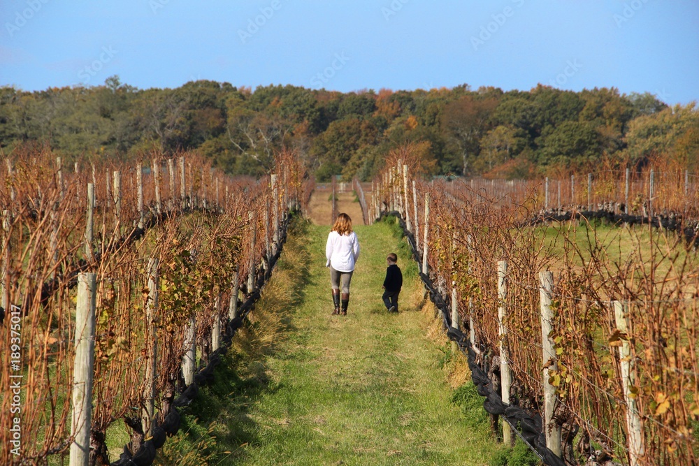 A walk down the Vineyard 