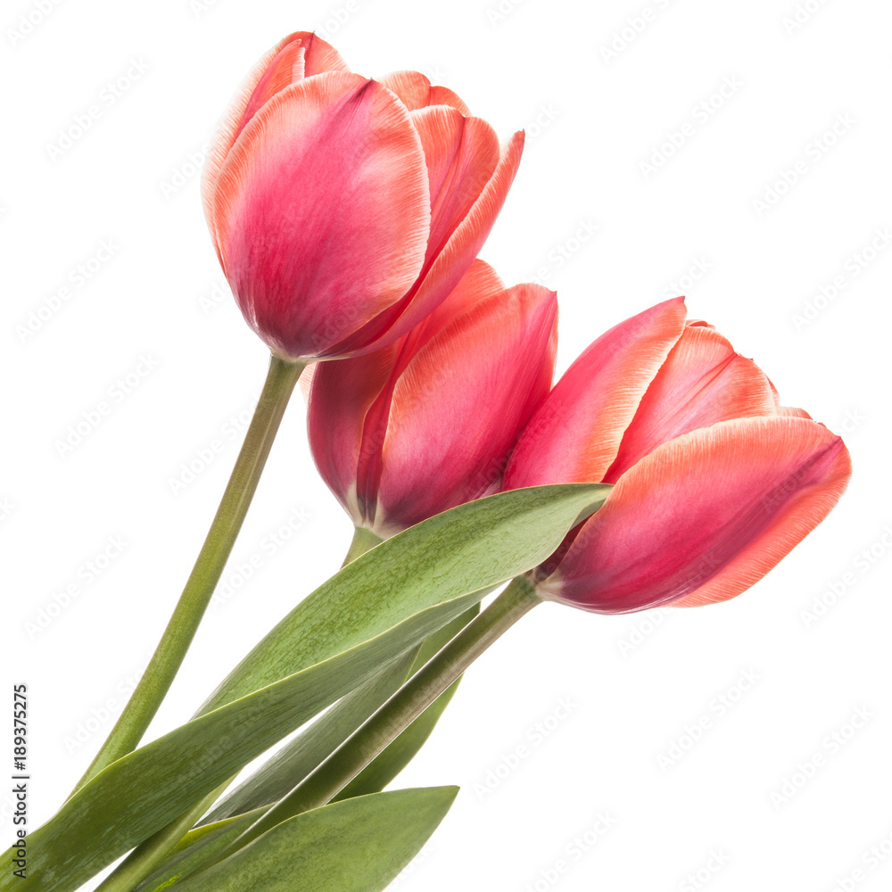 Isolated tulip flowers on a white background Isolated tulip flowers on a white background