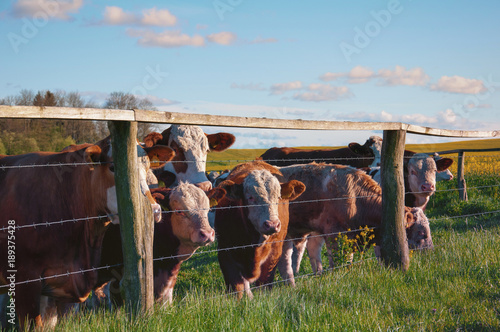 Wallpaper Mural Brown cows behind fence Torontodigital.ca