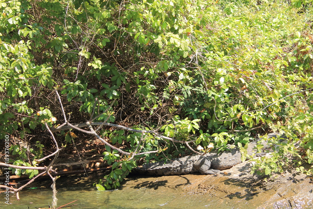 Crocodile near the river of Sumidero canyon, Mexico Crocodile near the river of Sumidero canyon, Mexico