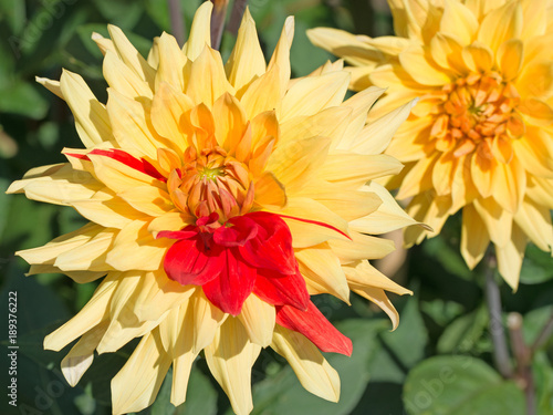 Fototapeta Naklejka Na Ścianę i Meble -  Dahlien, Dahlias