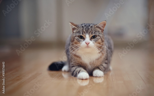 Fototapeta Naklejka Na Ścianę i Meble -  Gray striped angry cat with white paws, lies on a floor.