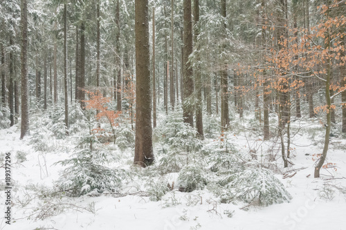 Wallpaper Mural So soll ein idealer Wald aussehen Torontodigital.ca