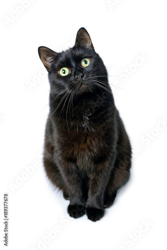 Fototapeta Naklejka Na Ścianę i Meble -  Black cat is sitting on a white background