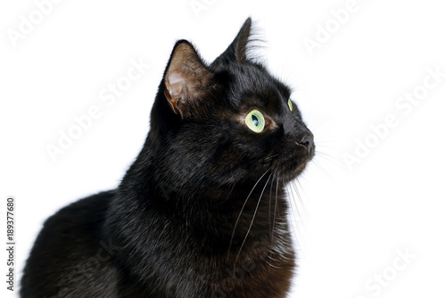 Carta da parati Head of young black cat isolated on white