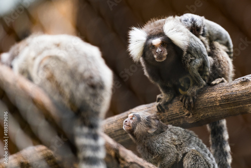 Marmoset Monkey with Baby on Its Back