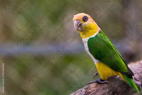 Photos South American Green thighed Parrot (Pionites leucogaster) a