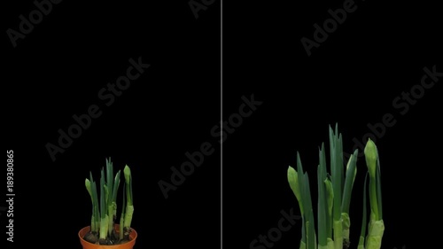 Time-lapse of growing, opening and rotating Narcissus Bridal Crown 1b1 in PNG+ format with ALPHA transparency channel isolated on black background
 photo