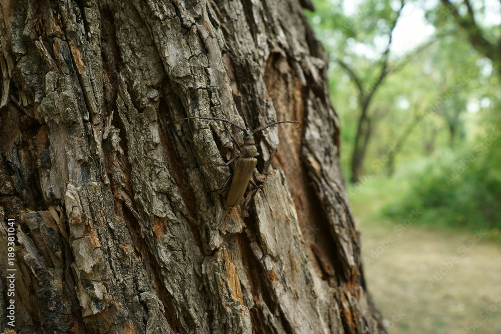 beetle barbel (cerambycidae) on a tree in a natural habitat, close-up. This beetle is one of the largest beetles in the world beetle barbel (cerambycidae) on a tree in a natural habitat, close-up. This beetle is one of the largest beetles in the world