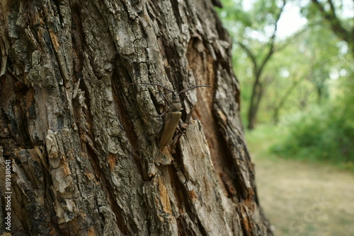 beetle barbel (cerambycidae) on a tree in a natural habitat, close-up. This beetle is one of the largest beetles in the world