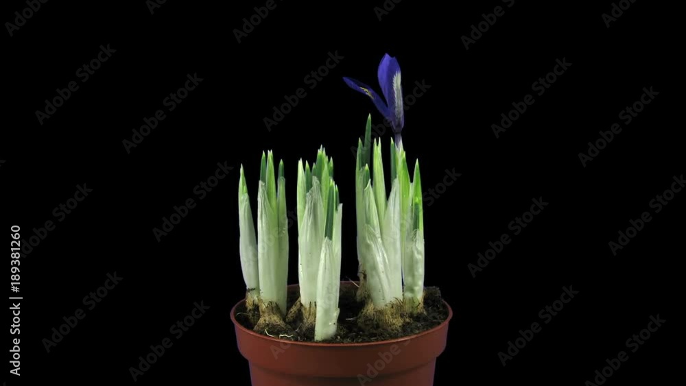 Time-lapse of growing, opening and rotating purple with yellow iris 1x3 in RGB + ALPHA matte format isolated on black background
Time-lapse of growing, opening and rotating purple with yellow iris 1x3 in RGB + ALPHA matte format isolated on black background