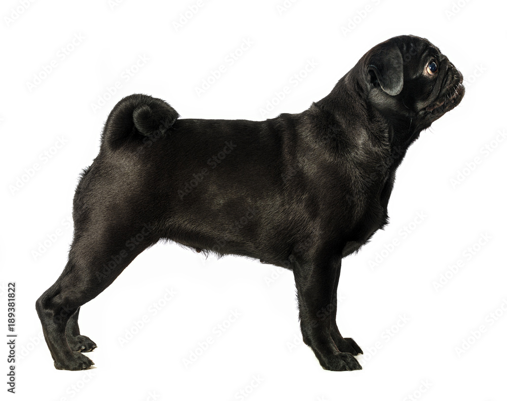 Black pug dog, on white background, isolated