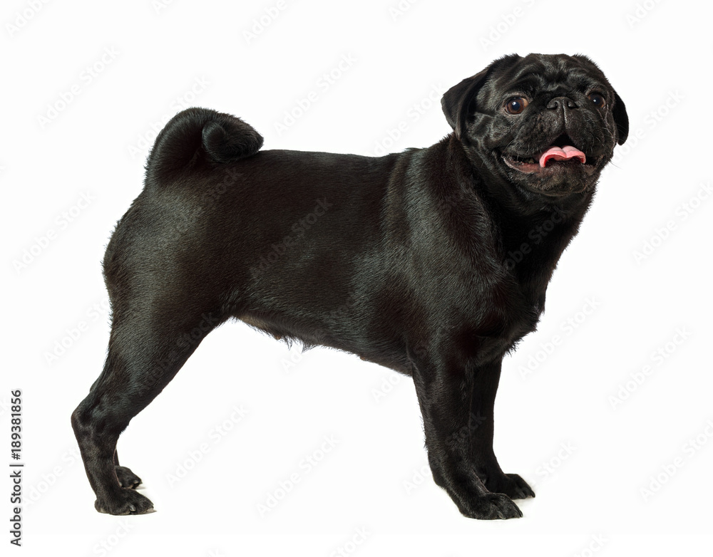 Obraz premium Black pug dog, on white background, isolated