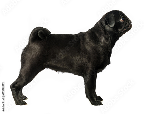 Fototapeta Naklejka Na Ścianę i Meble -  Black pug dog, on white background, isolated