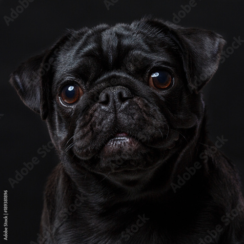 Black pug dog, on a black background, portrait