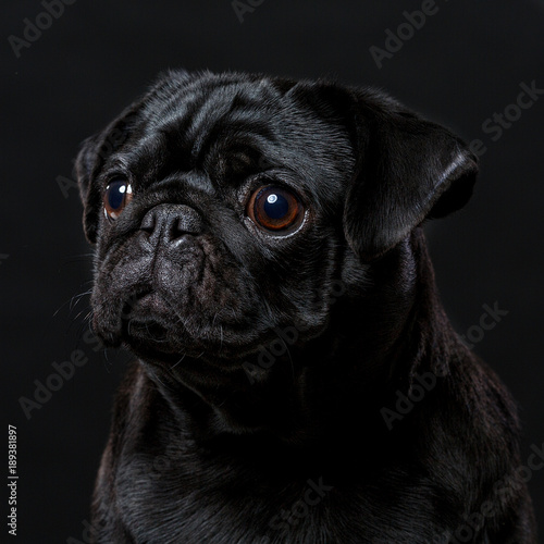 Foto Black pug dog, on a black background, portrait