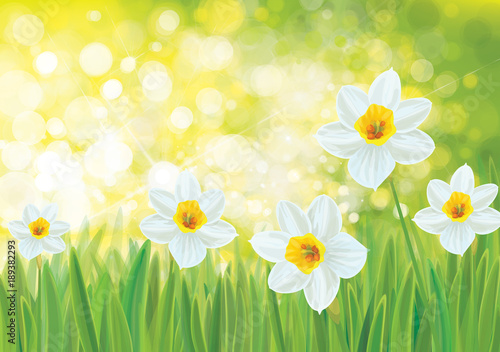 Fototapeta Naklejka Na Ścianę i Meble -  Vector spring nature background, daffodil flowers.
