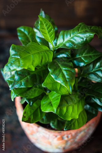 Fotografie Coffea arabica - coffee plant in a flower pot.
