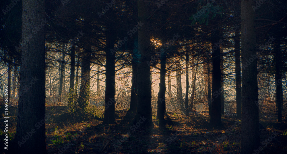 Foggy dark forest with a black shadows close up