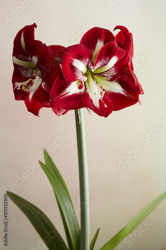 Close-up of red flower on white background