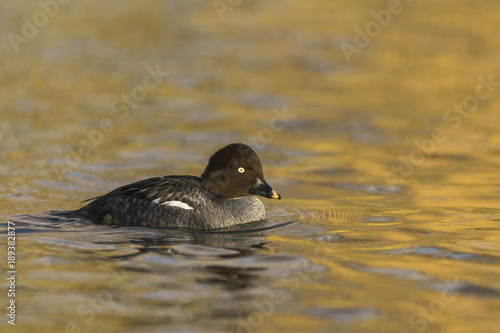 Common Goldeneye_000000899447_1