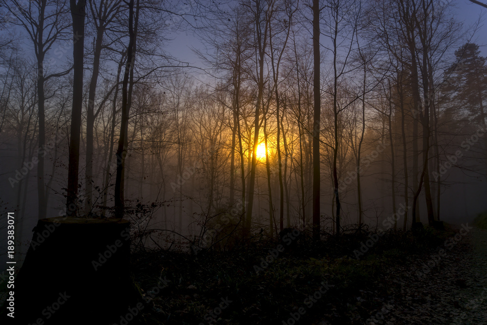 Sonnenuntergang Wald