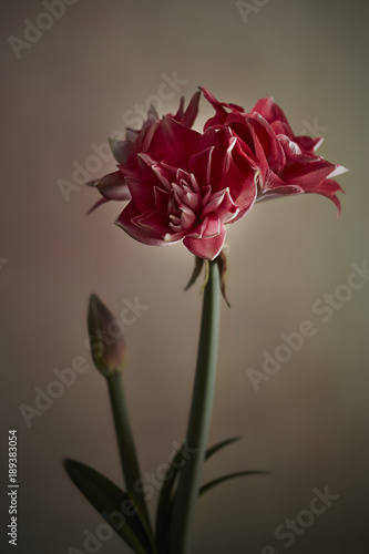 Red amaryllis