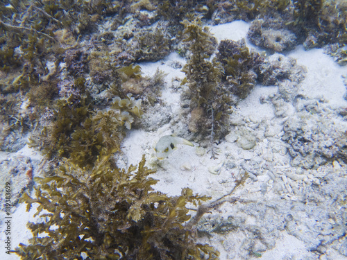 Pufferfish in tropical seashore underwater photo. Coral reef animal.