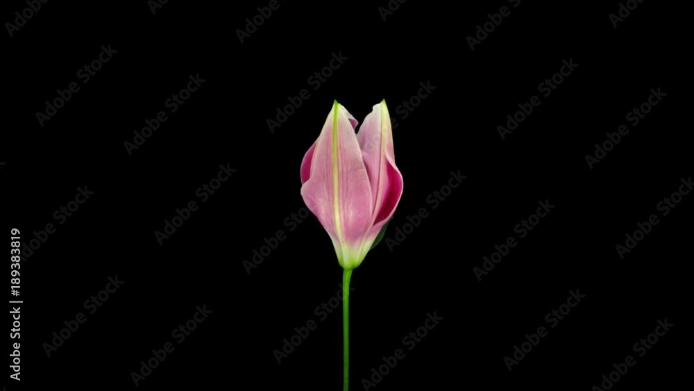 Time-lapse of growing, opening and rotating pink lily 1a3 in RGB + ALPHA matte format isolated on black background
Time-lapse of growing, opening and rotating pink lily 1a3 in RGB + ALPHA matte format isolated on black background