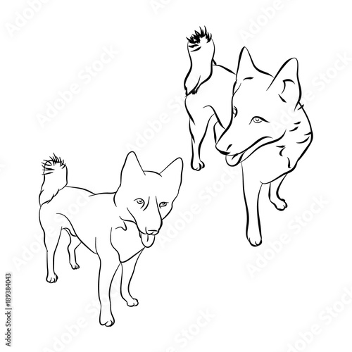 the contour of the dog Laika