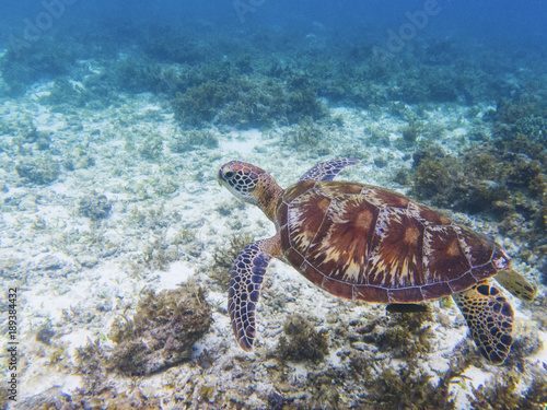 Green turtle in tropical sea shore. Marine tortoise underwater photo.