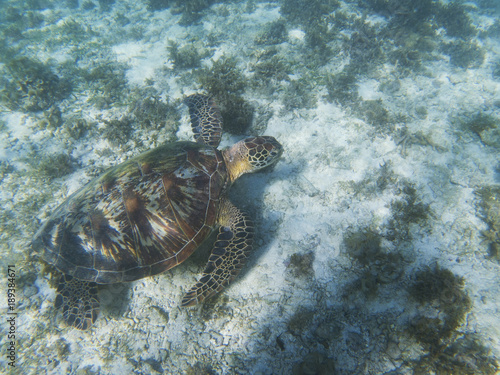 Sea turtle on sand sea bottom. Tropical seashore underwater photo.
