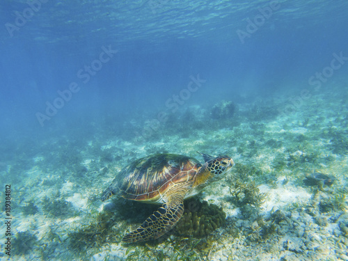 Marine tortoise undersea. Green turtle in natural environment. © Elya.Q