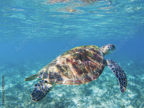 Tropical seashore underwater photo. Marine tortoise undersea.