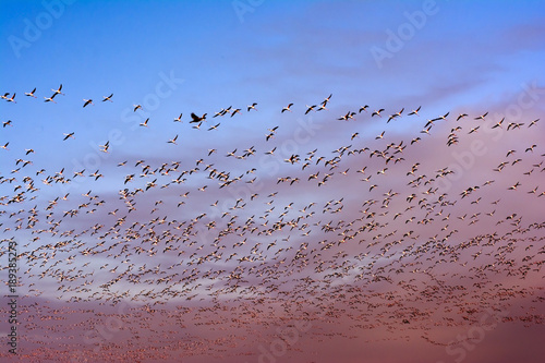 Flock of pink flamingo birds flying at sunrise
