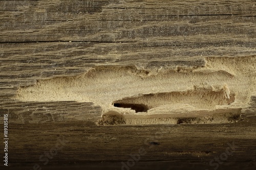 Canvas Print A piece of old timber with woodworm-shrimp